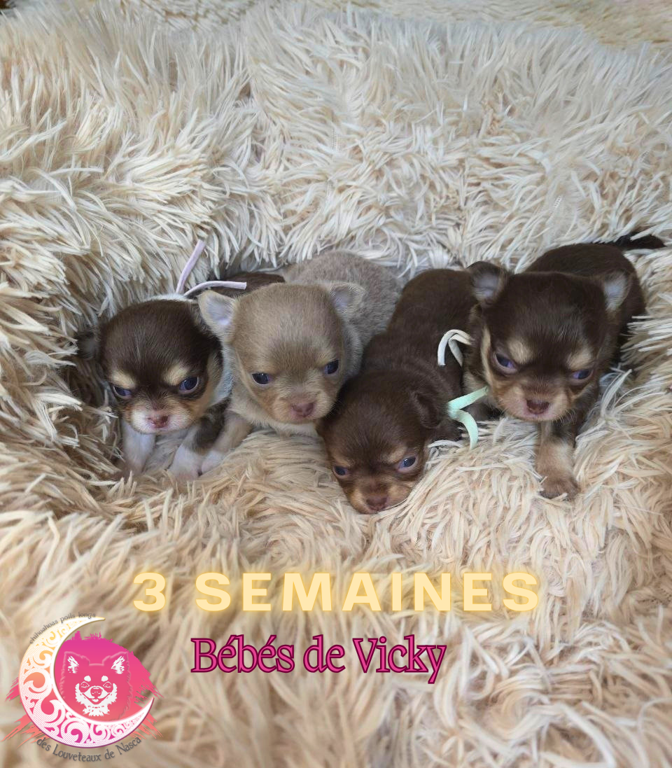 Chiot Chihuahua des Louveteaux De Nasca