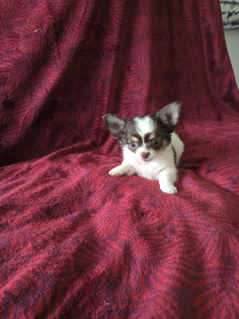 des Louveteaux De Nasca - Chiots disponibles - Chihuahua