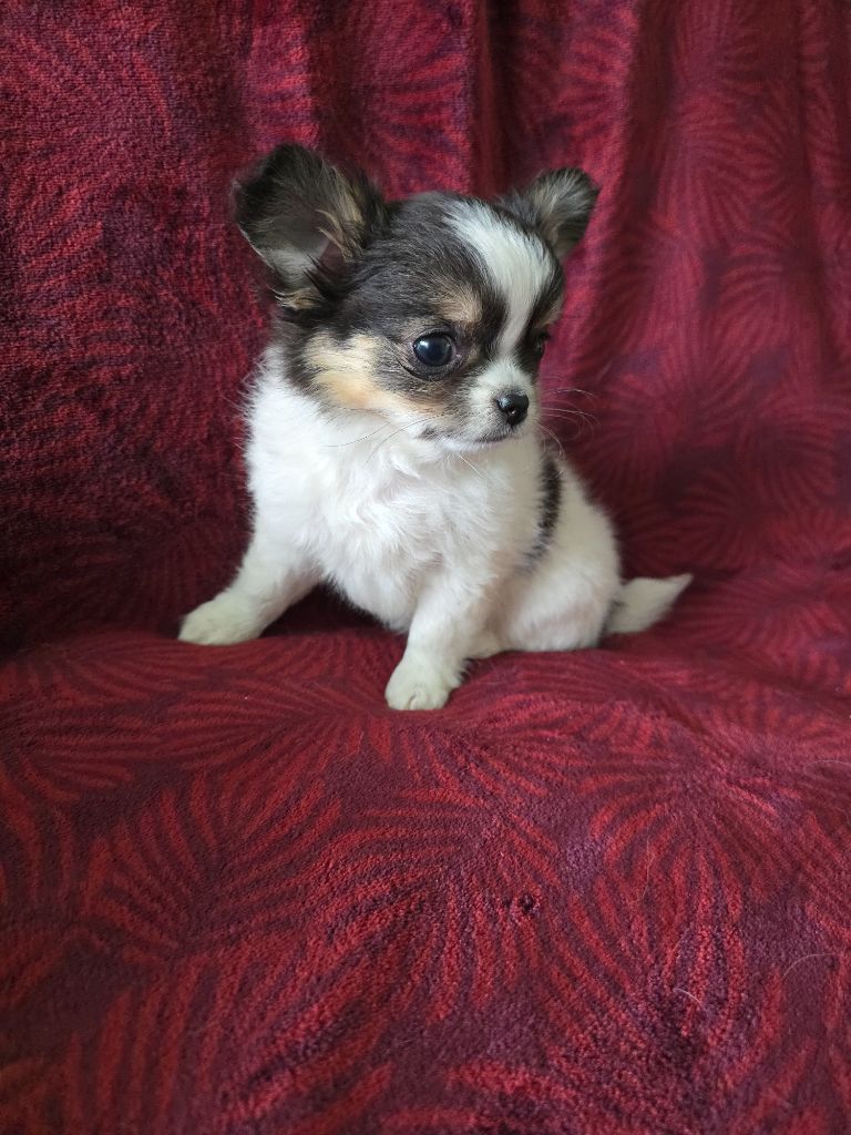 des Louveteaux De Nasca - Chiots disponibles - Chihuahua