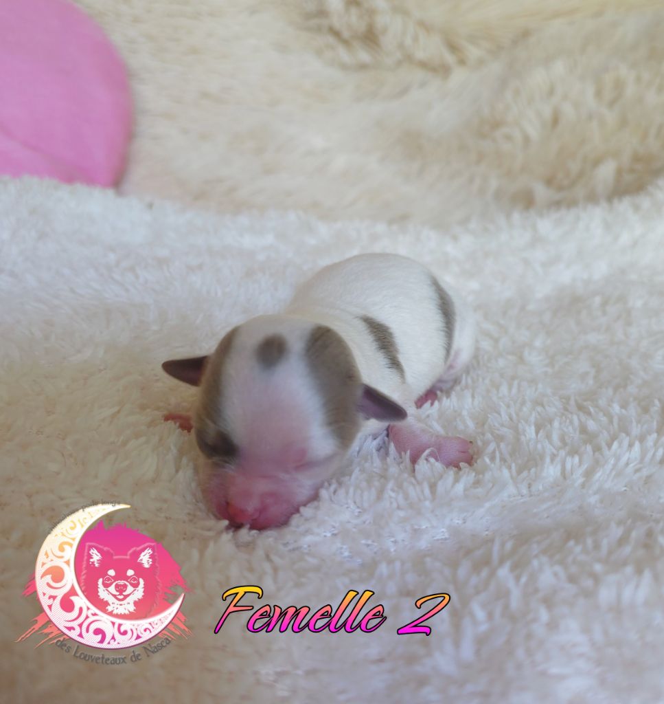 des Louveteaux De Nasca - Chiots disponibles - Chihuahua
