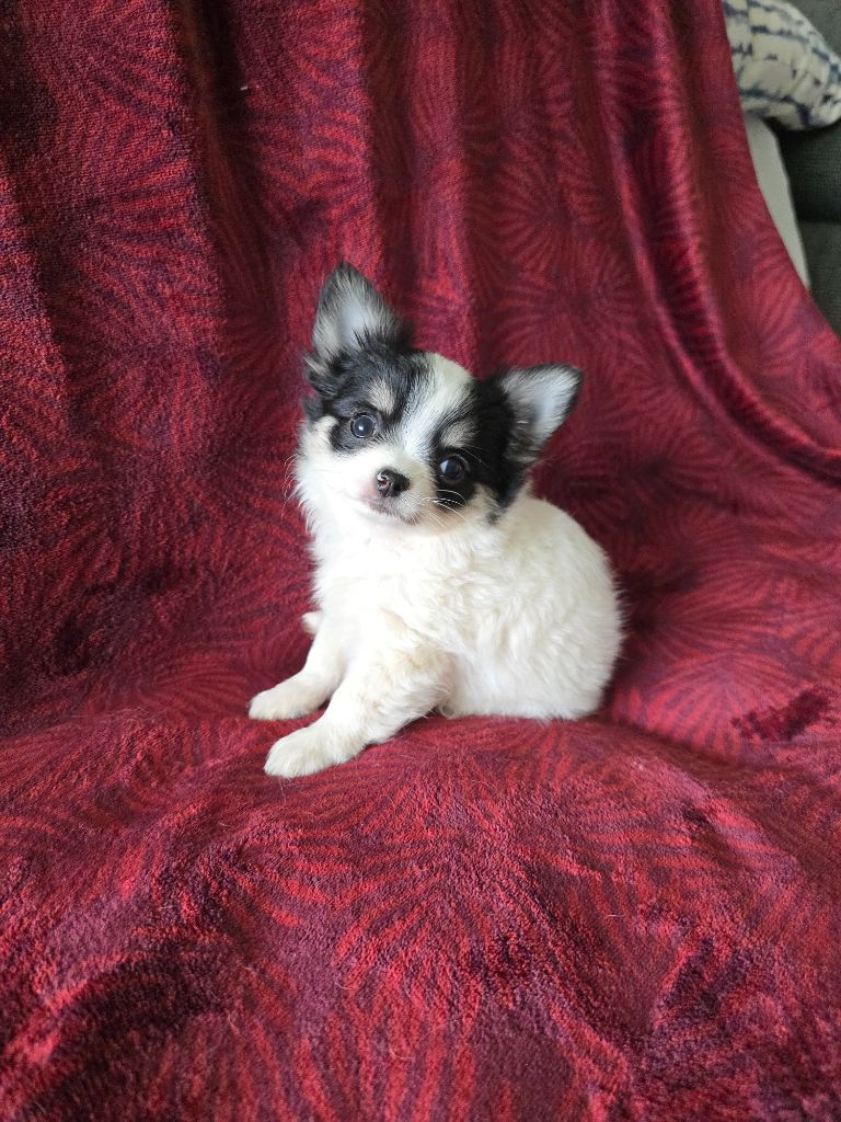 des Louveteaux De Nasca - Chiots disponibles - Chihuahua