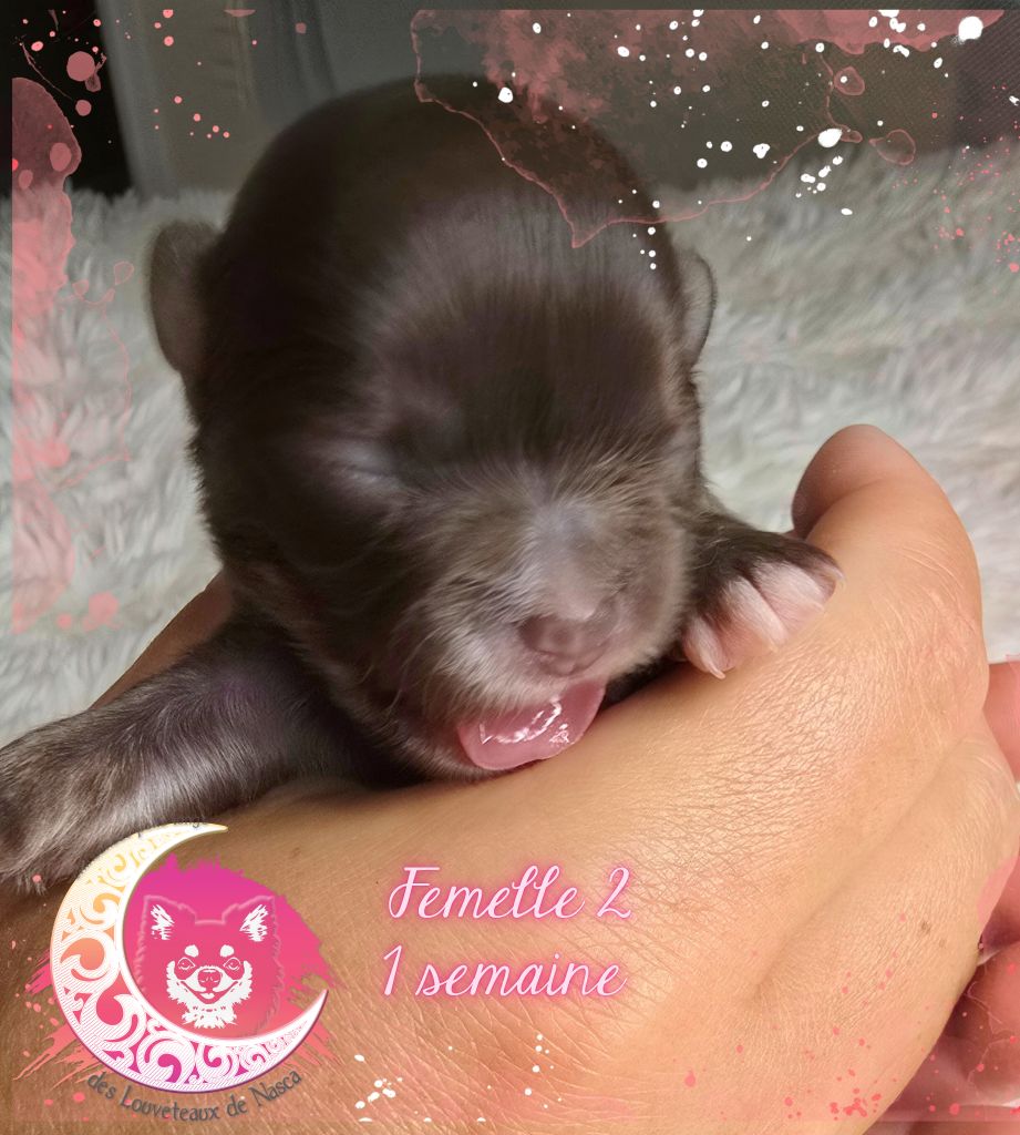 des Louveteaux De Nasca - Chiots disponibles - Chihuahua
