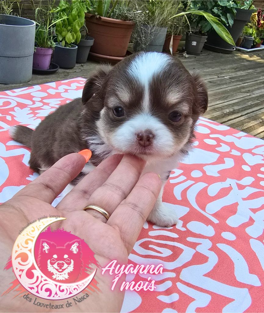 des Louveteaux De Nasca - Chiots disponibles - Chihuahua