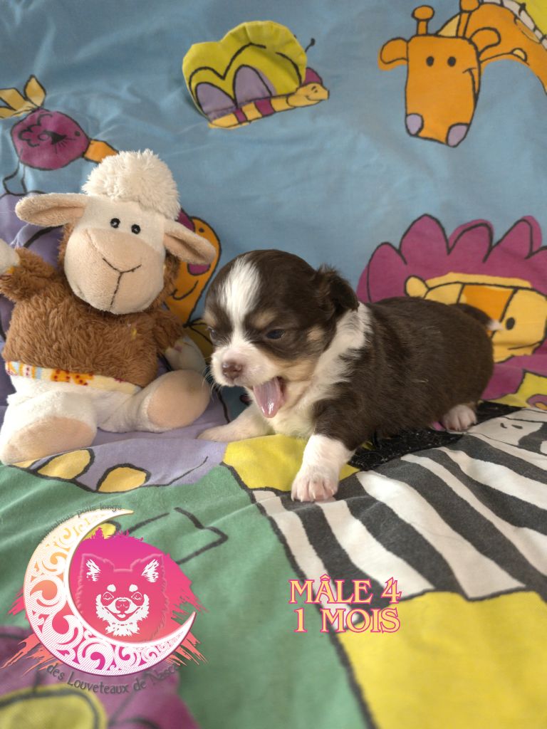 des Louveteaux De Nasca - Chiots disponibles - Chihuahua