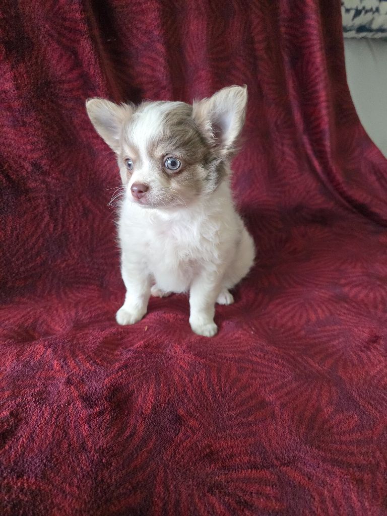 des Louveteaux De Nasca - Chiots disponibles - Chihuahua