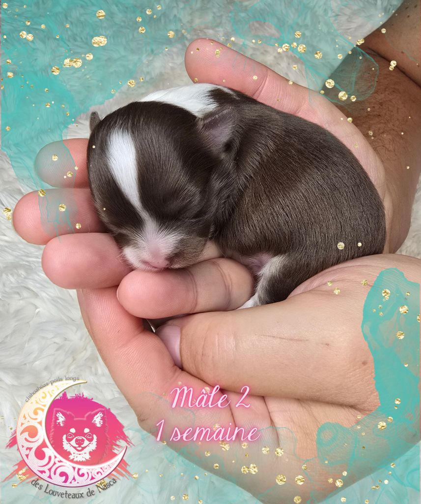 des Louveteaux De Nasca - Chiots disponibles - Chihuahua