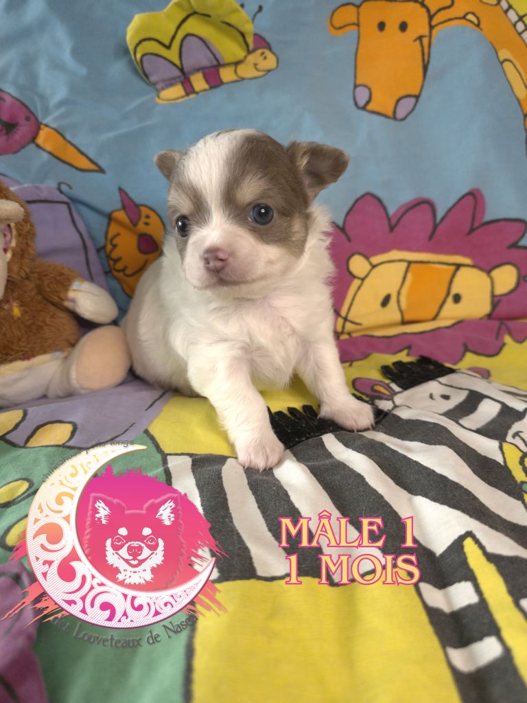 des Louveteaux De Nasca - Chiots disponibles - Chihuahua