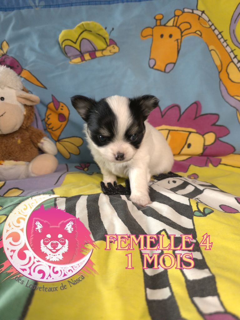 des Louveteaux De Nasca - Chiots disponibles - Chihuahua