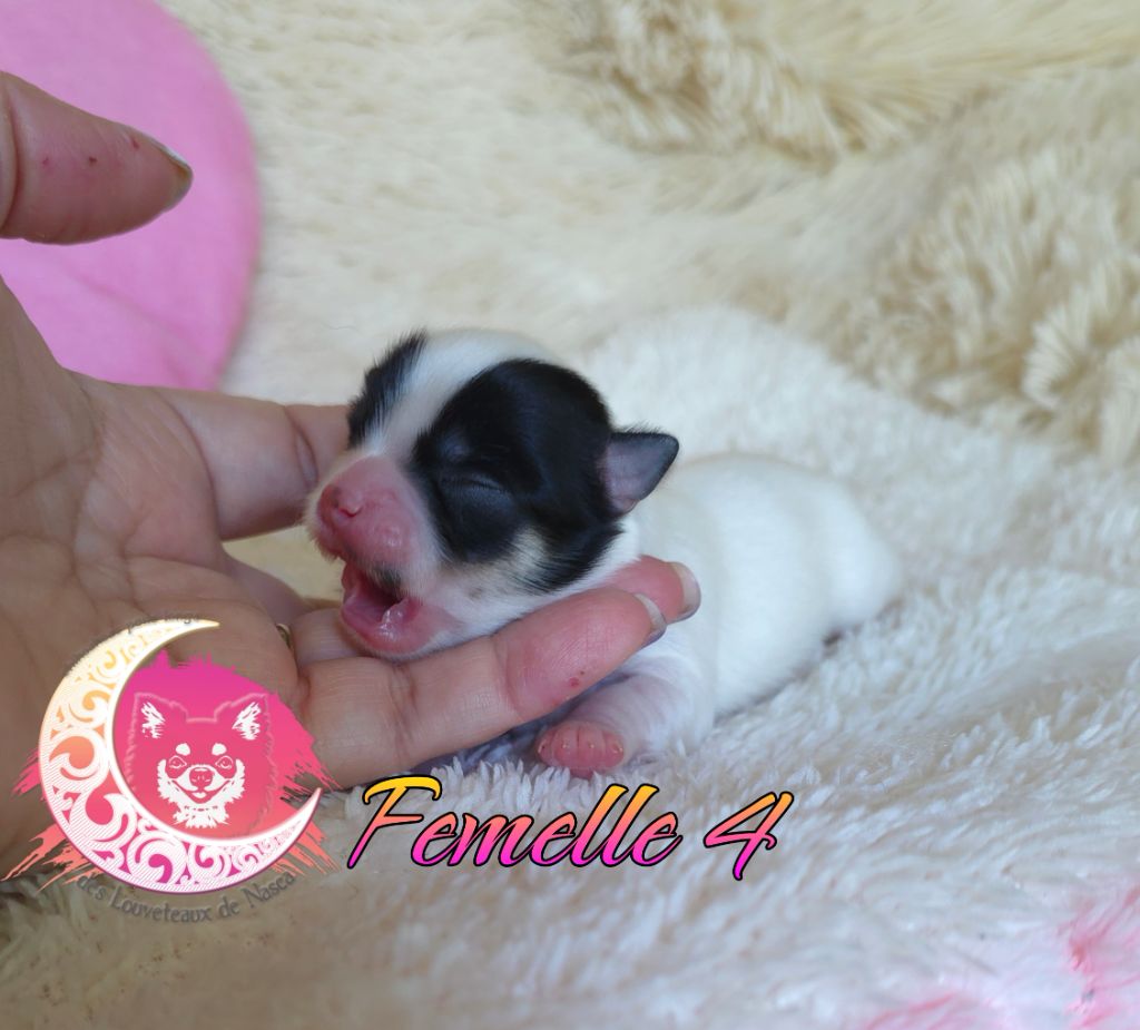 des Louveteaux De Nasca - Chiots disponibles - Chihuahua