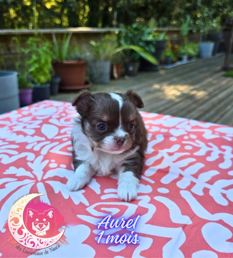 des Louveteaux De Nasca - Chiots disponibles - Chihuahua