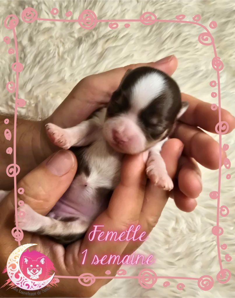 des Louveteaux De Nasca - Chiots disponibles - Chihuahua