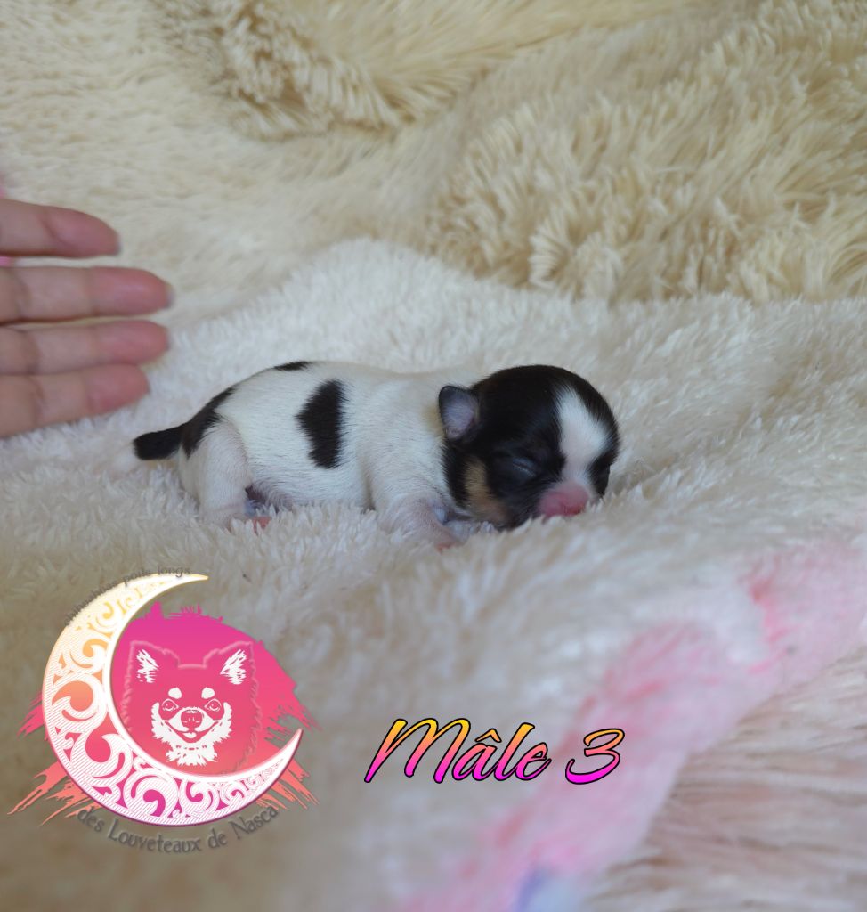 des Louveteaux De Nasca - Chiots disponibles - Chihuahua