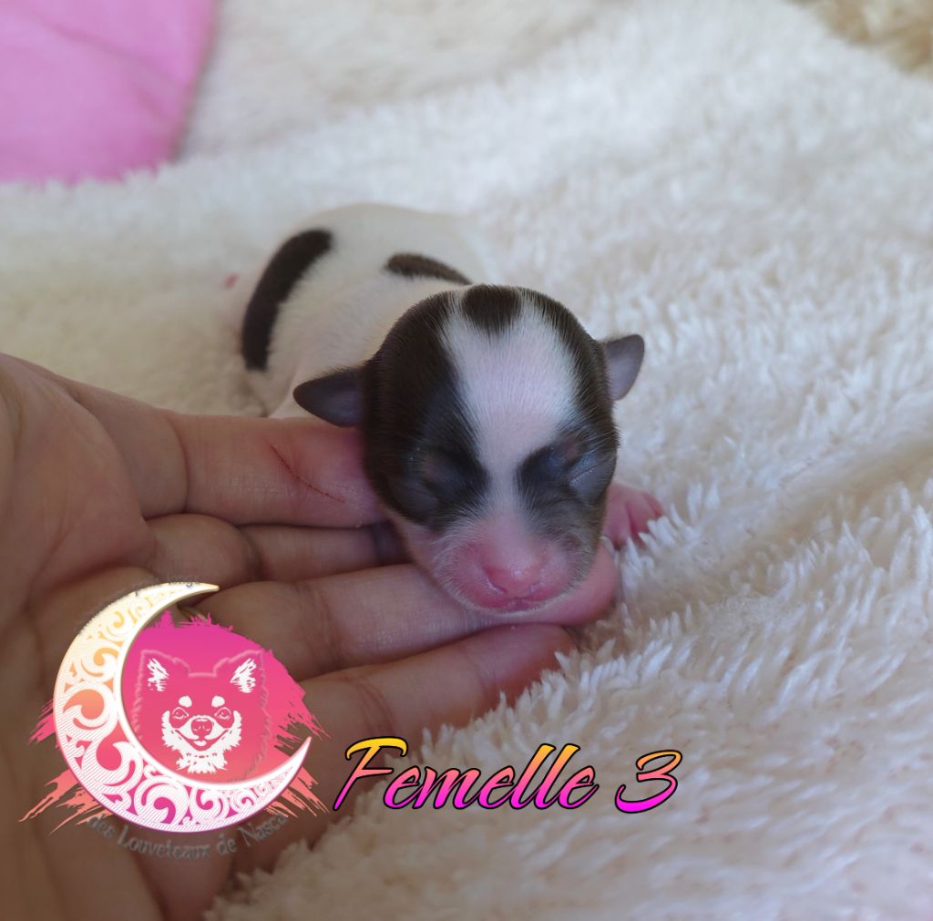 des Louveteaux De Nasca - Chiots disponibles - Chihuahua