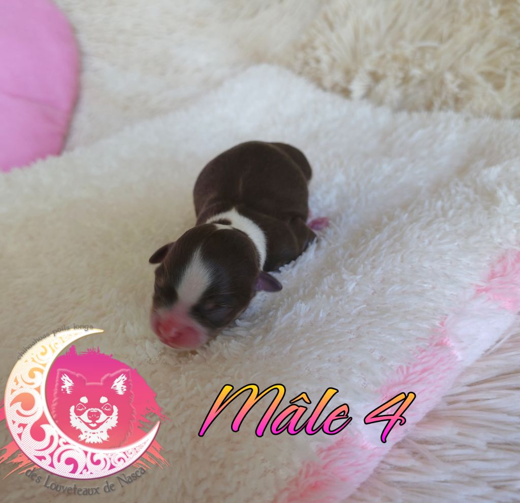 des Louveteaux De Nasca - Chiots disponibles - Chihuahua
