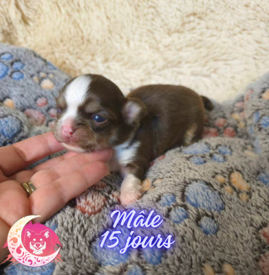 CHIOT 1