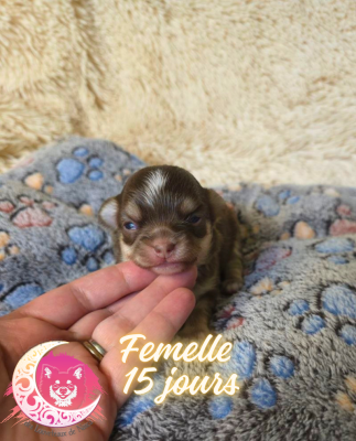 CHIOT 3