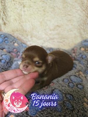 Banania