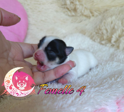 CHIOT femelle 4