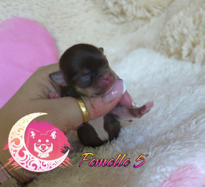 CHIOT femelle 5