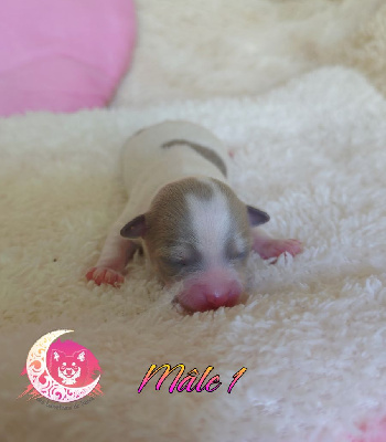 CHIOT male1