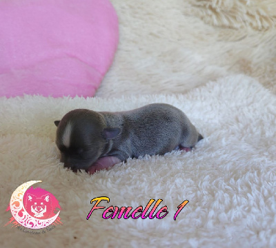 CHIOT femelle 1