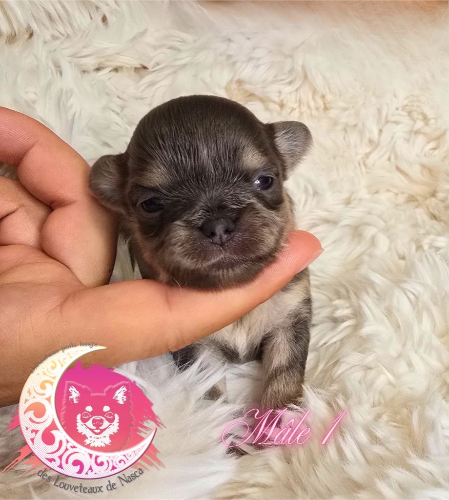 des Louveteaux De Nasca - Chiots disponibles - Chihuahua