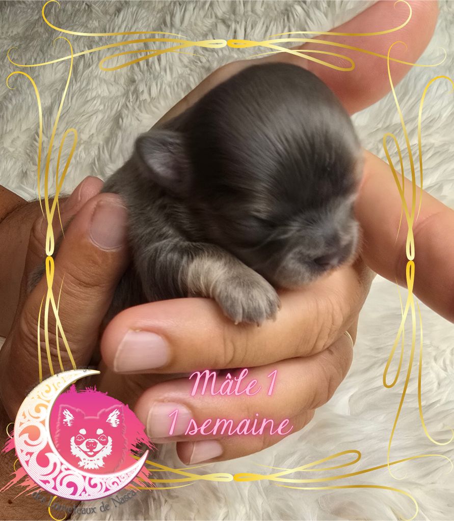 des Louveteaux De Nasca - Chiots disponibles - Chihuahua