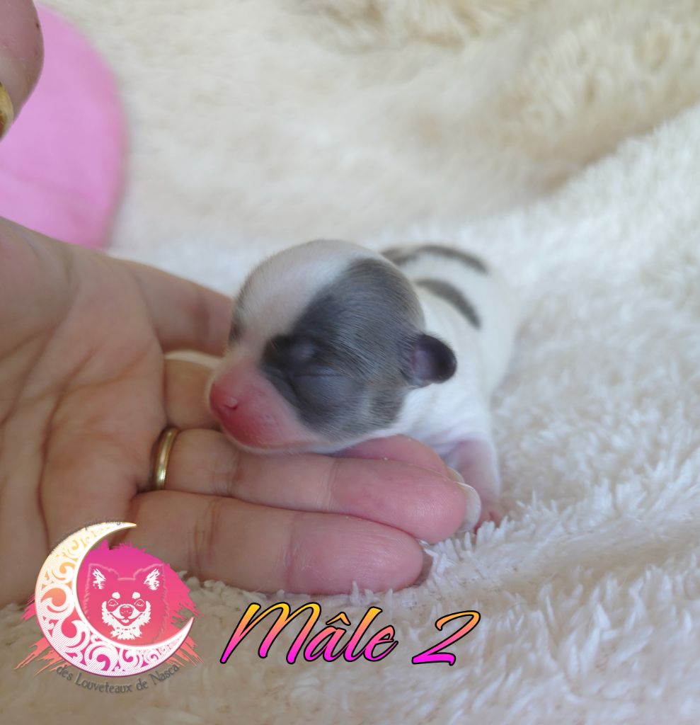 des Louveteaux De Nasca - Chiots disponibles - Chihuahua