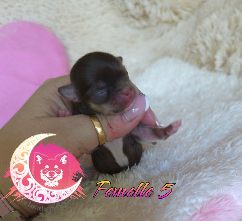 des Louveteaux De Nasca - Chiots disponibles - Chihuahua