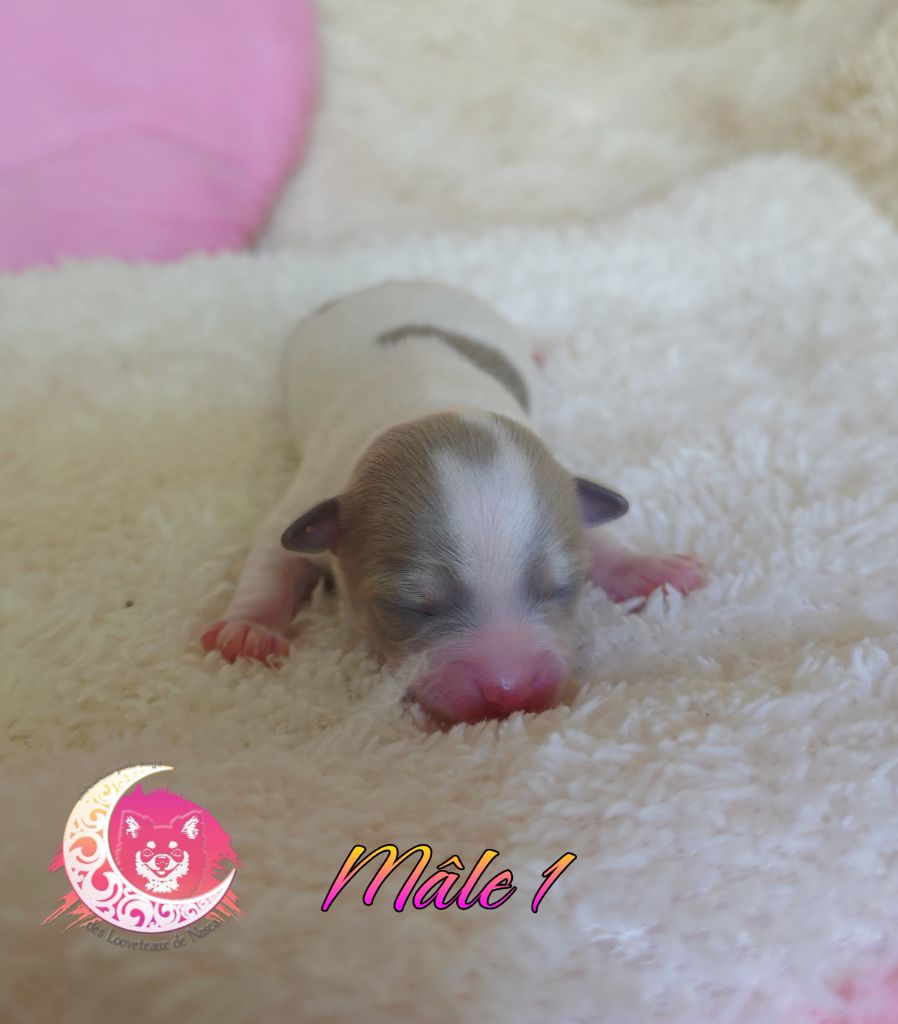 des Louveteaux De Nasca - Chiots disponibles - Chihuahua