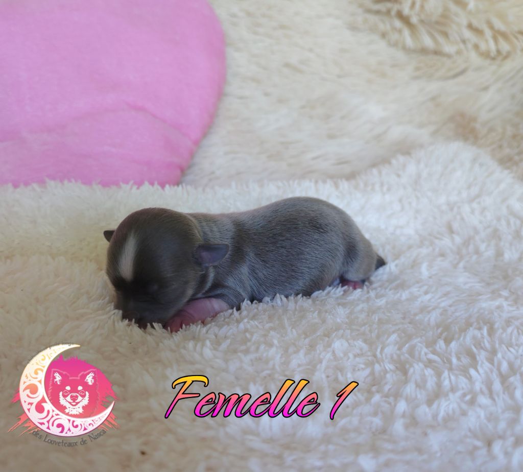 des Louveteaux De Nasca - Chiots disponibles - Chihuahua
