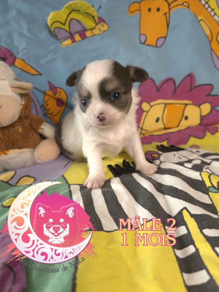 des Louveteaux De Nasca - Chiots disponibles - Chihuahua