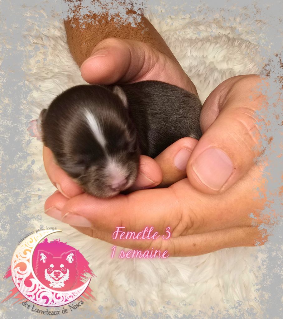des Louveteaux De Nasca - Chiots disponibles - Chihuahua